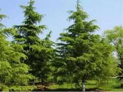 形成琥珀蜜蜡的树是什么品种