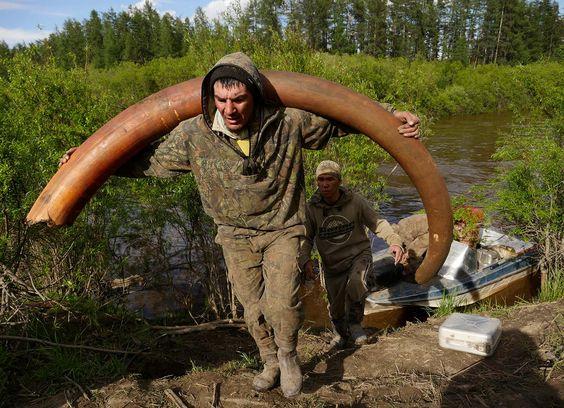 在西伯利亚拍摄猛犸象牙 挖掘者