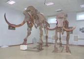 猛犸象牙属于化石？其实是半化石