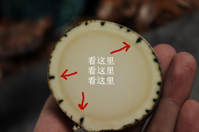猛犸象牙深度解析—揭秘象牙鉴定的最大骗局