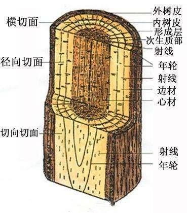 猛犸象牙深度解析—揭秘象牙鉴定的最大骗局