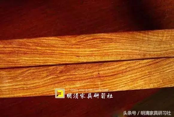 白酸枝：有望成为“黄花梨”的接班木材