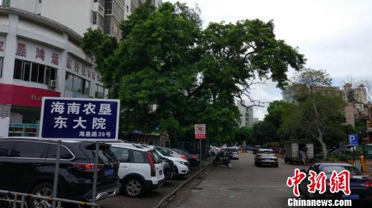 海南农垦一株近60岁枯死黄花梨树拍卖264万元