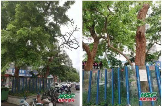 264万成交！黄花梨枯树经50轮竞价最终以264万元被神秘买家成交！