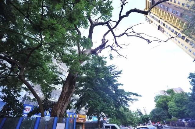 264万成交！黄花梨枯树经50轮竞价最终以264万元被神秘买家成交！