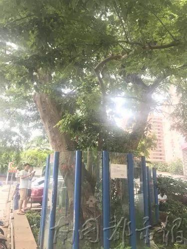 264万成交！黄花梨枯树经50轮竞价最终以264万元被神秘买家成交！