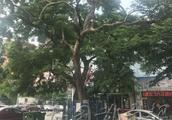 40年龄枯树被以264万拍走 专家鉴定为海南黄花梨