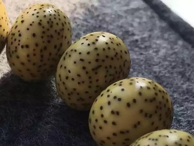 挑选星月菩提的心得。
