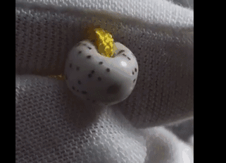 挑选星月菩提的心得。