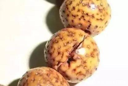 认识星月菩提｜星月菩提的常见问题