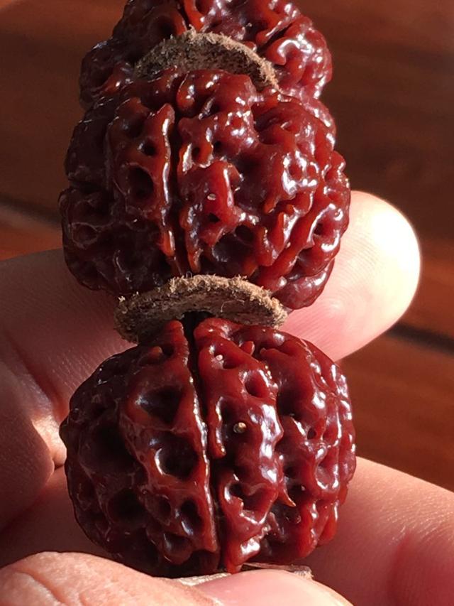 金刚菩提一生的伴侣！