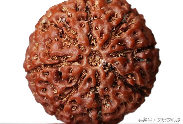 带您看文玩，金刚菩提篇，怎么看？怎么买？怎么玩？