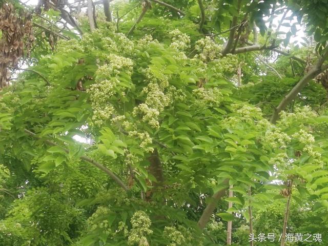 黄花梨的花