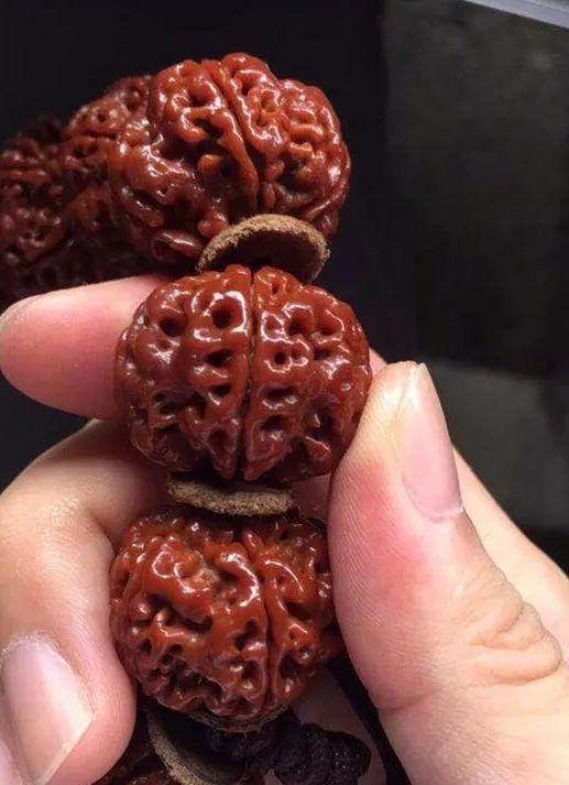金刚菩提何日能红？