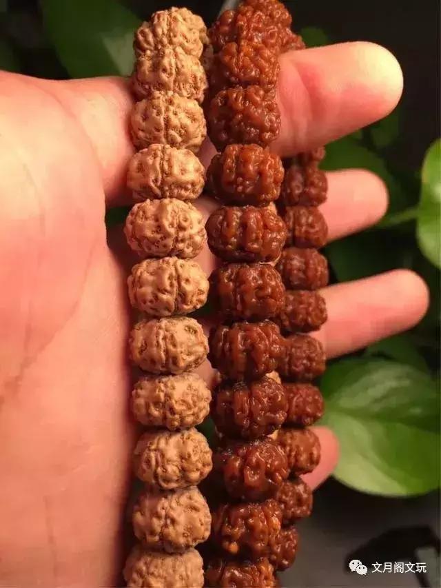 金刚菩提，边玩边致富