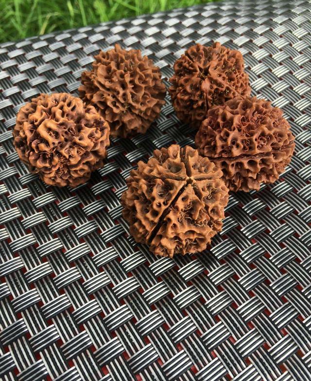 “容易误导”金刚菩提产地种类