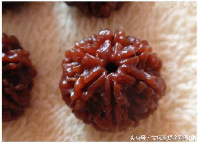 揭秘金刚菩提变红之谜