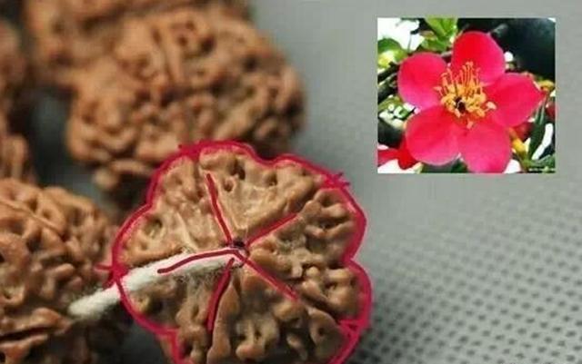 手把手教您如何挑选极品金刚菩提