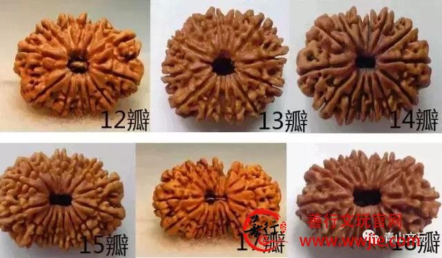 夏天最适合盘金刚菩提！但这些干货要先学起来！