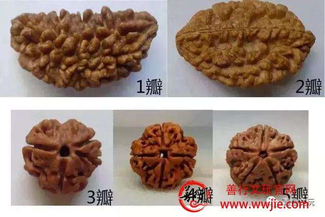 夏天最适合盘金刚菩提！但这些干货要先学起来！