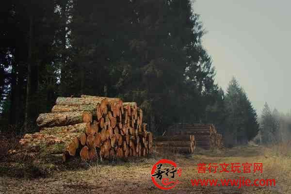 世界名贵木材排行榜