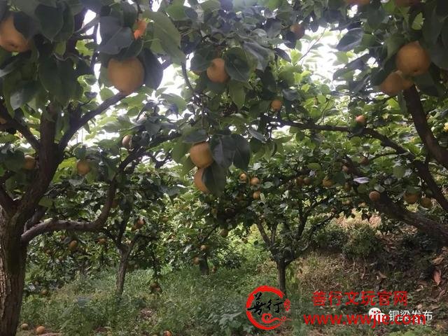 半天卖出近千斤！虎峰镇患病果农的黄花梨您买了吗？