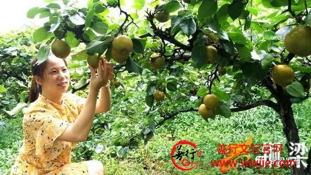 半天卖出近千斤！虎峰镇患病果农的黄花梨您买了吗？