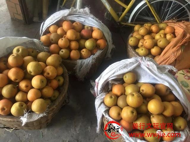 半天卖出近千斤！虎峰镇患病果农的黄花梨您买了吗？