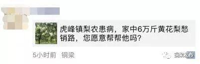 半天卖出近千斤！虎峰镇患病果农的黄花梨您买了吗？