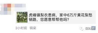 半天卖出近千斤！虎峰镇患病果农的黄花梨您买了吗？