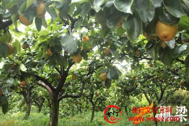 半天卖出近千斤！虎峰镇患病果农的黄花梨您买了吗？