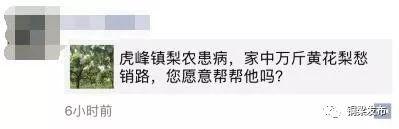 半天卖出近千斤！虎峰镇患病果农的黄花梨您买了吗？