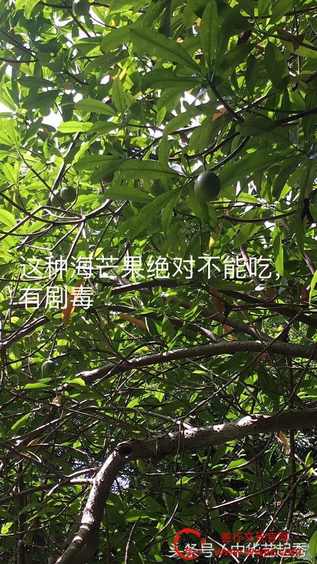 海南有最贵的黄花梨，也有最毒的树，你不知道了吧？