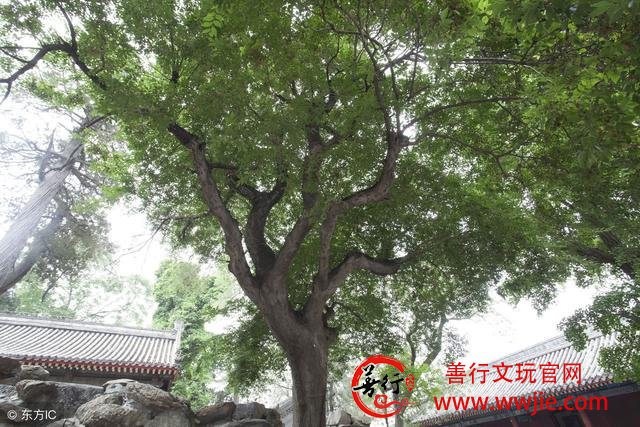 老五文玩｜扒一扒金刚菩提的前世今生，定会让你大开眼界
