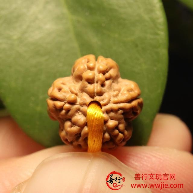 老五文玩｜扒一扒金刚菩提的前世今生，定会让你大开眼界
