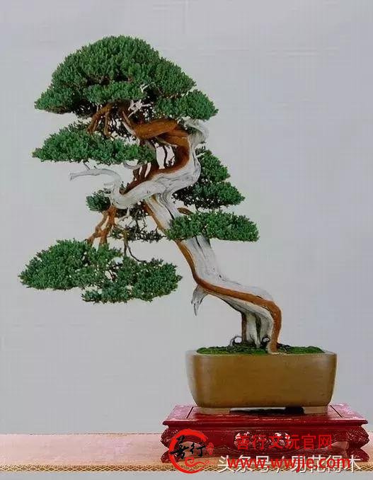 真柏、龙柏、圆柏、侧柏、崖柏、扁柏的区别辨识