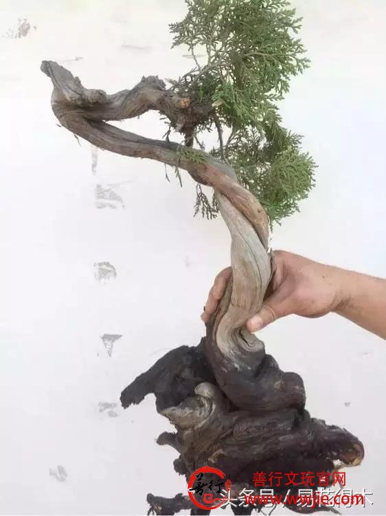真柏、龙柏、圆柏、侧柏、崖柏、扁柏的区别辨识