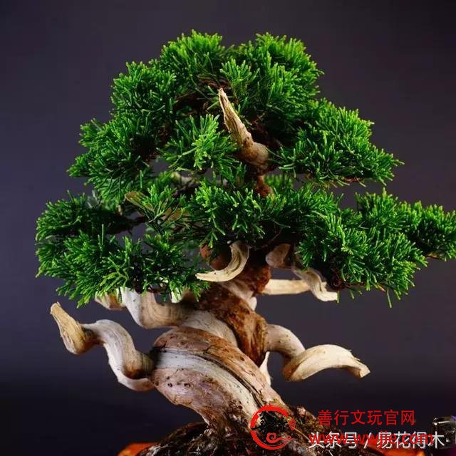 真柏、龙柏、圆柏、侧柏、崖柏、扁柏的区别辨识