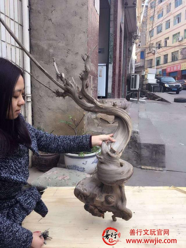 干货：崖柏爱好者如何选择崖柏原料产地