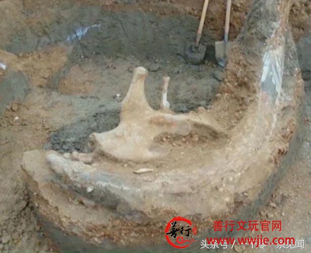 俄罗斯科学家发现3.15米长猛犸象牙，还以为一小块结果挖出一大根