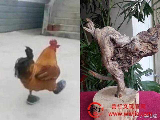 这个太行崖柏摆件，我是叫“金鸡独立”呢，还是叫“小鸡散步”呢