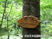 金丝楠木阴沉木