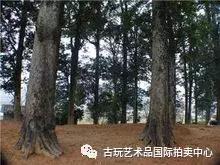 金丝楠木阴沉木