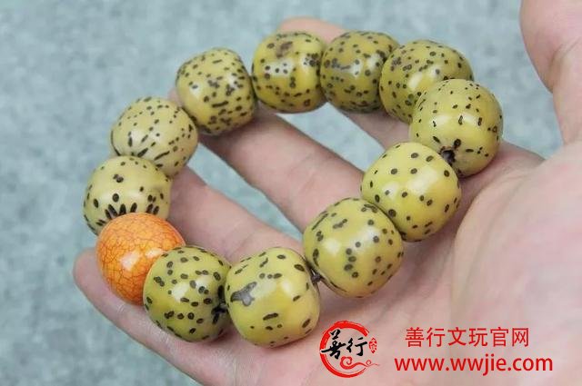 这18种菩提，值得收藏哦！