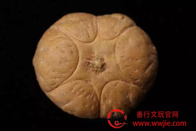 这18种菩提，值得收藏哦！
