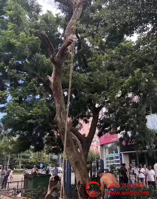 264万的黄花梨枯树去皮，心材翻倍，罕见大料准备进博物馆！
