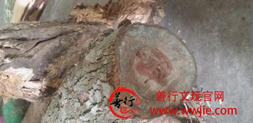 花20万买根黄花梨变成废木头，一气之下做药材香料降低成本！