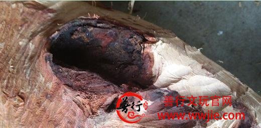 花20万买根黄花梨变成废木头，一气之下做药材香料降低成本！