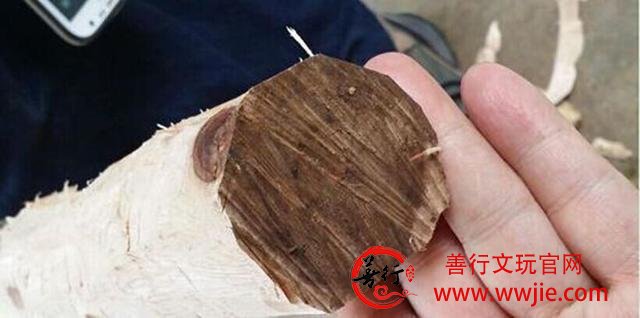 花20万买根黄花梨变成废木头，一气之下做药材香料降低成本！