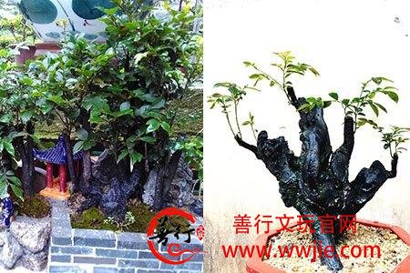 小叶紫檀6年开1次花，8年才结果，一般人养不活，把它养好才厉害